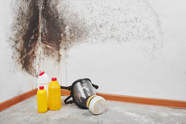 Best Mold Damage Repair  in Stuart, FL