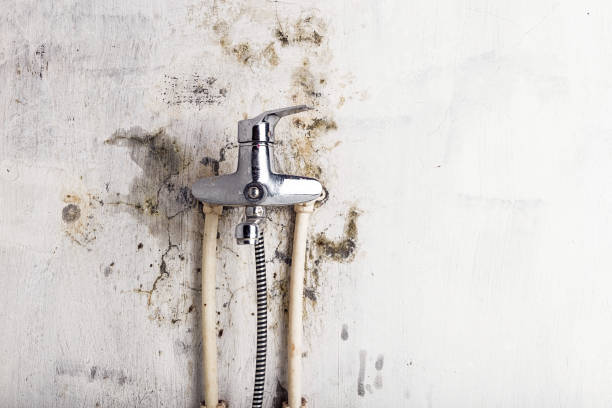 Best Home Mold Removal  in Stuart, FL