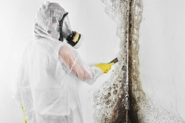 Best Certified Mold Removal  in Stuart, FL