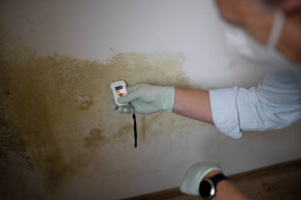 Best Office Mold Removal Services  in Stuart, FL