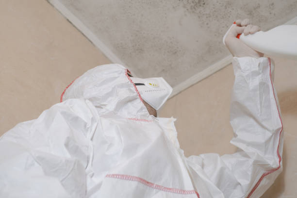 Office Mold Removal Services in Stuart, FL