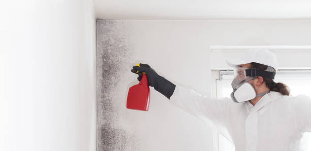 Best Commercial Mold Removal  in Stuart, FL