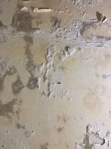 Stuart, FL Mold Removal Company